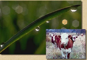 photo of grass fed cows overlaid upon green grass